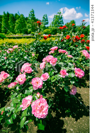 ピンクの薔薇　美しいばら、綺麗なバラ、華やかな薔薇、春の花、庭園、庭、ガーデン、観光、 41371344