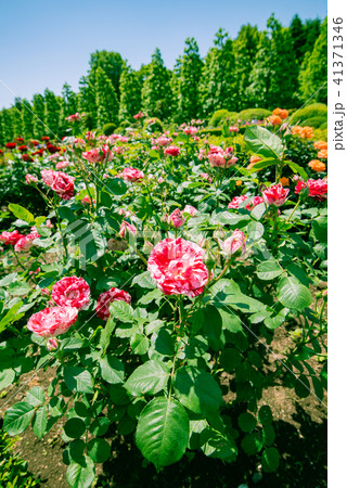 ピンクの薔薇 美しいばら 綺麗なバラ 華やかな薔薇 春の花 庭園 庭 ガーデン 観光 の写真素材