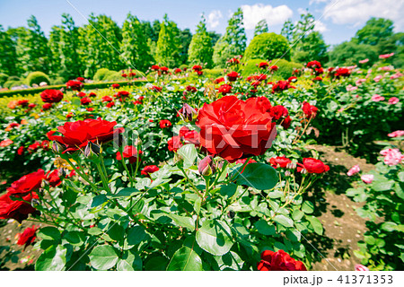 赤い薔薇 美しいばら 綺麗なバラ 華やかな薔薇 春の花 庭園 庭 ガーデン 観光 の写真素材
