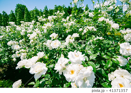 白い薔薇 美しいばら 綺麗なバラ 華やかな薔薇 春の花 庭園 庭 ガーデン 観光 の写真素材