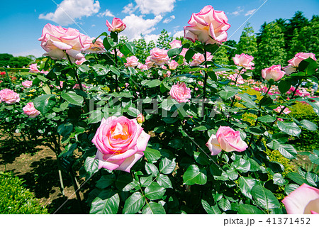 快晴の中のピンクの薔薇 美しいピンクの薔薇 綺麗なローズガーデン庭園 ローズガーデン の写真素材