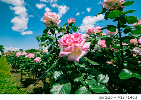 ピンクの薔薇 美しいばら 綺麗なバラ 華やかな薔薇 春の花 庭園 庭 ガーデン 観光 の写真素材