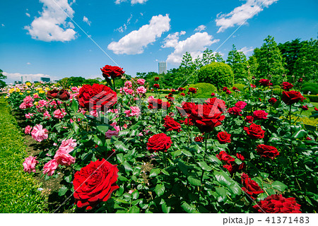 赤い薔薇 美しいばら 綺麗なバラ 華やかな薔薇 春の花 庭園 庭 ガーデン 観光 の写真素材