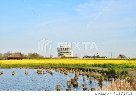 福島潟の菜の花（新潟県） 41371712