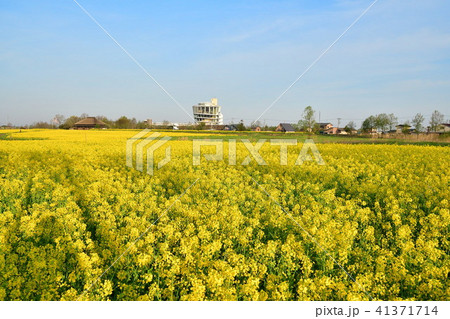 福島潟の菜の花（新潟県） 41371714