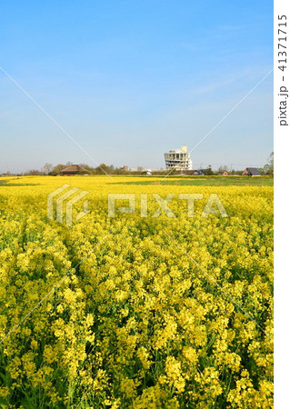 福島潟の菜の花（新潟県） 41371715