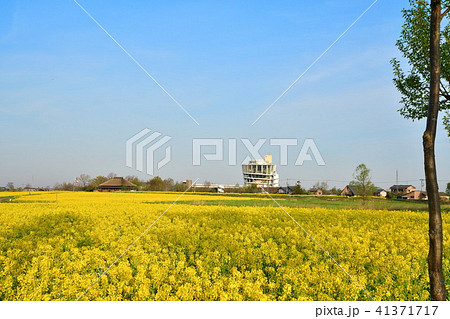 福島潟の菜の花 新潟県 の写真素材