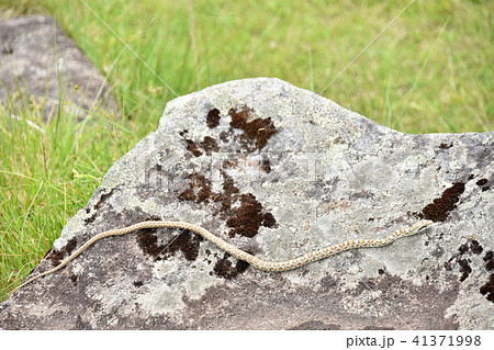 アオダイショウの幼蛇の写真素材