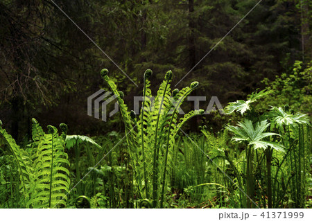 Young ferns on the background of the forest 41371999