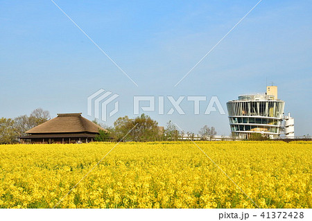 福島潟の菜の花 新潟県 の写真素材