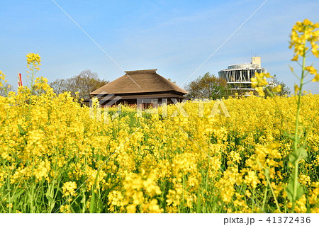 福島潟の菜の花 新潟県 の写真素材