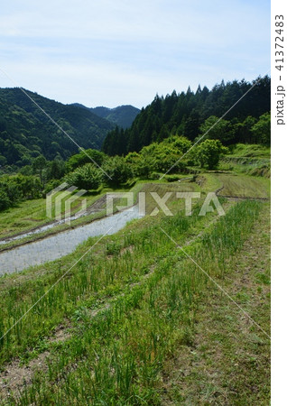 上稲子の棚田群（静岡県富士宮市上稲子） 41372483