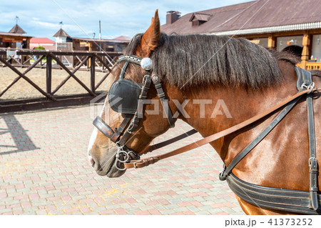 Beautiful chestnut horse in harness 41373252