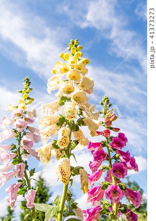Foxglove (Digitalis purpurea) in the garden 41373273