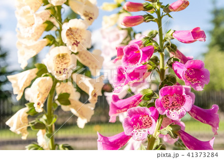 Foxglove (Digitalis purpurea) in the garden 41373284