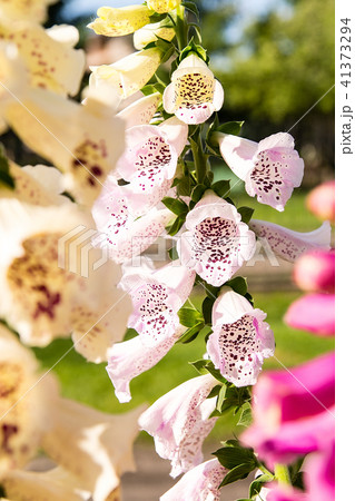 Foxglove (Digitalis purpurea) in the garden 41373294
