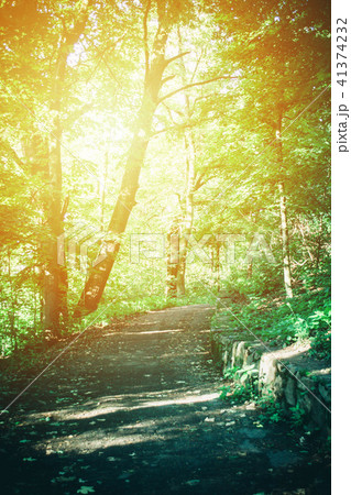 Road in the forest park in the spring With a Yellow highlight 41374232