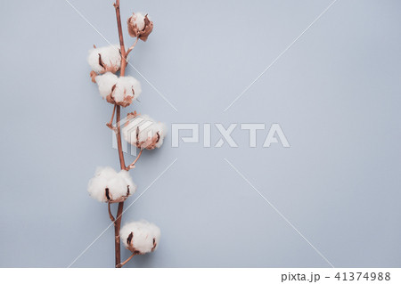 Cotton flower on pastel blue, minimal flatlay Cotton flower on pastel blue, minimal flatlay 41374988