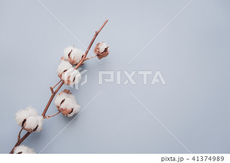 Cotton flower on pastel blue, minimal flatlay Cotton flower on pastel blue, minimal flatlay 41374989