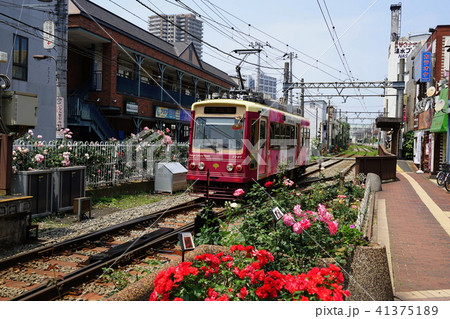 5月　南千住02都電とﾊﾞﾗ･三ノ輪橋駅都電荒川線 41375189
