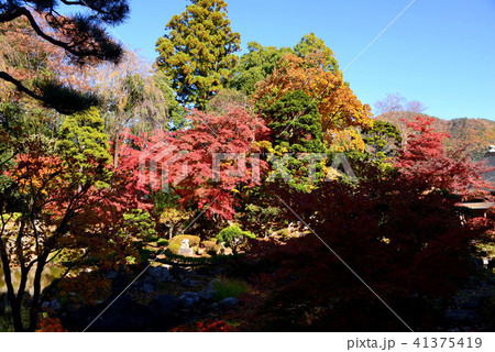 恵林寺庭園の紅葉 恵林寺庭園の紅葉 41375419