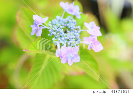 アジサイの花 アジサイの花 41375612