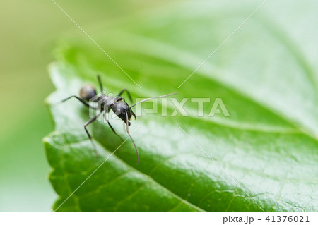 蟻　アジサイの葉 41376021