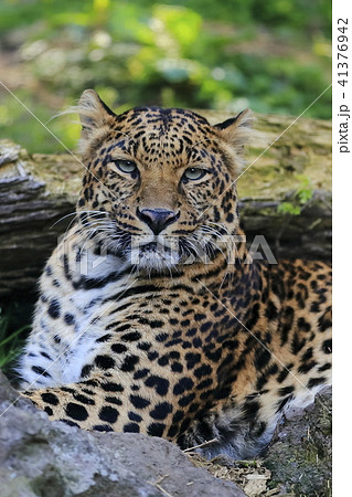 ヒョウ ヒョウ 41376942