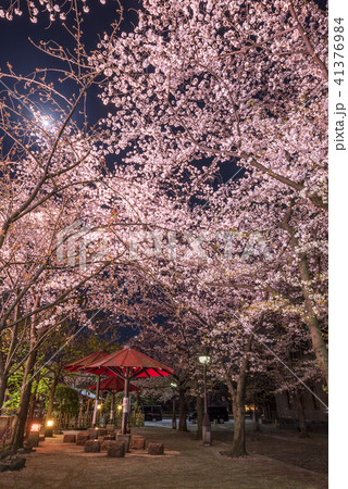 祇園四条 弁財天付近の夜桜 祇園四条 弁財天付近の夜桜 41376984