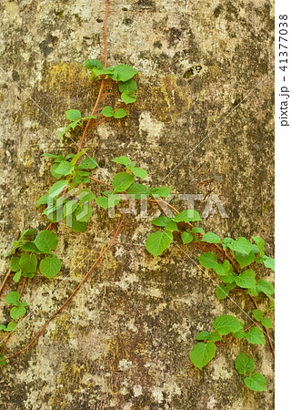 ブナの幹に絡みつく蔦の写真素材