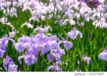 菖蒲 菖蒲 41377067
