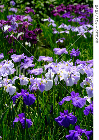 菖蒲 菖蒲 41377090