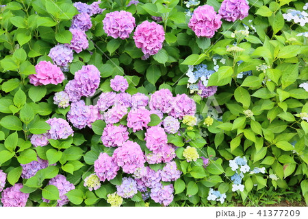 アジサイの花 アジサイの花 41377209