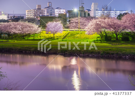 夢前川河川敷の夜桜（兵庫県姫路市）※作品コメント欄に撮影位置 41377337