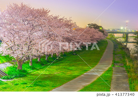 夢前川河川敷の夜桜（兵庫県姫路市）※作品コメント欄に撮影位置 41377340