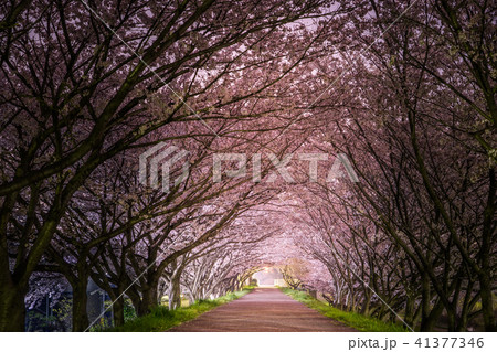 夢前川堤防沿いの夜桜(兵庫県姫路市)※作品コメント欄に撮影位置 夢前川堤防沿いの夜桜(兵庫県姫路市)※作品コメント欄に撮影位置 41377346
