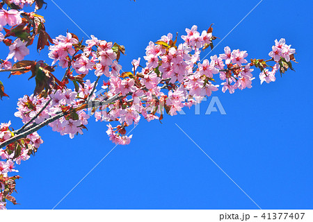 桜 41377407