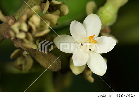 自然　植物　ハスノハギリ、花です。雄花と雌花がありこれは白い花弁と萼片が三枚ずつの雄花とのこと 41377417