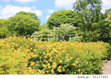 キンシバイの花 41377465