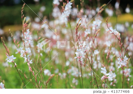 ガウラの花 41377466