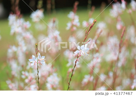 ガウラの花 ガウラの花 41377467