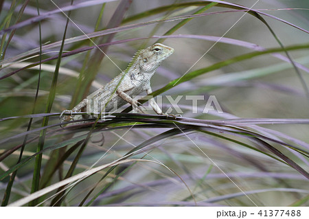 Green chameleon lizard dragon hunting insects leaf 41377488