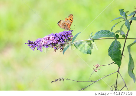 ブッドレアの花 41377519