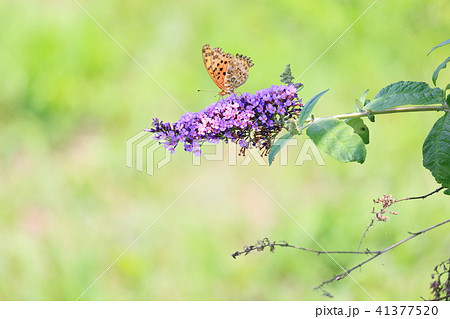 バタフライブッシュの花 41377520