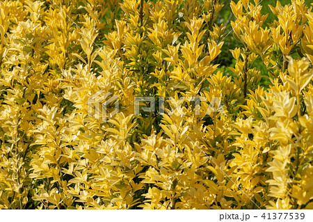 黄色の生垣 41377539