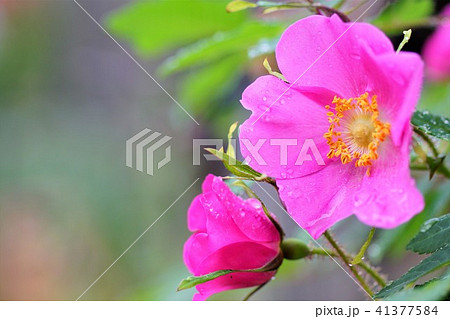 雨後のオオタカネイバラ タカネイバラ 山野草 雨後のオオタカネイバラ タカネイバラ 山野草 41377584