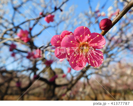 梅の花  紅千鳥  ベニチドリ 41377787