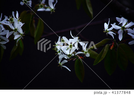 桜　シデザクラの花 41377848