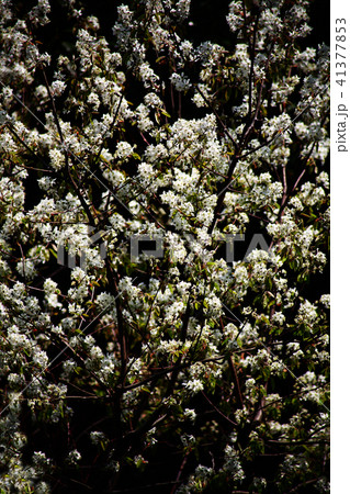 桜　満開のシデザクラ 41377853