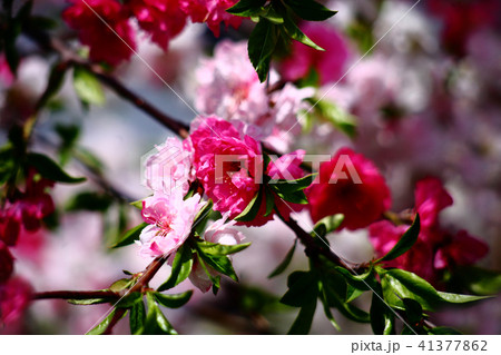 花桃 源平しだれの花 花桃 源平しだれの花 41377862